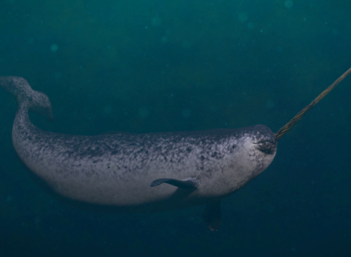 Narwhal: The Enigmatic Unicorn of the Sea